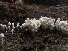 Agaricales