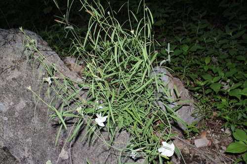 Image of Mandevilla hypoleuca by (c) Rodolfo Maximiliano Gutiérrez-Sánchez, some rights reserved (CC BY)