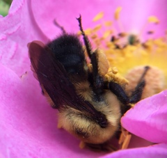 Bombus griseocollis
