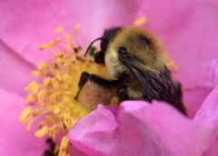 Bombus griseocollis