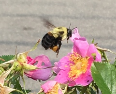 Bombus griseocollis