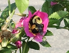 Bombus griseocollis