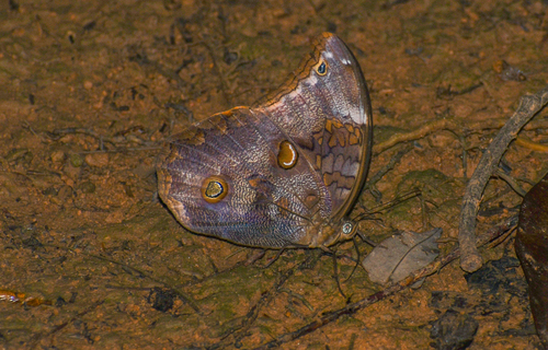 Catoblepia xanthus