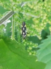 Grypocoris stysi