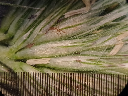 Image of Muhlenbergia glomerata by (c) Quinten Wiegersma, some rights reserved (CC BY)