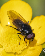 Cheilosia albitarsis
