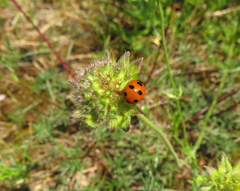 Coccinella magnifica