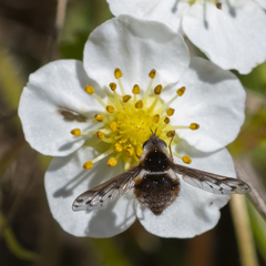 Bombylius pygmaeus