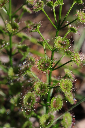 Image of Drosera porrecta by (c) Hayden Jones, some rights reserved (CC BY)