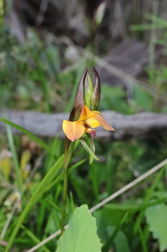 Image of Diuris magnifica by (c) Hayden Jones, some rights reserved (CC BY)