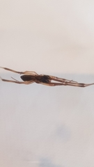 Episinus truncatus