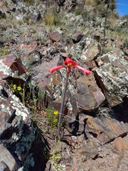 (c) Bruno Alzugaray, some rights reserved (CC BY-SA) Zephyranthes gracilifolia, photograph (c) Bruno Alzugaray, some rights reserved (CC BY-SA)