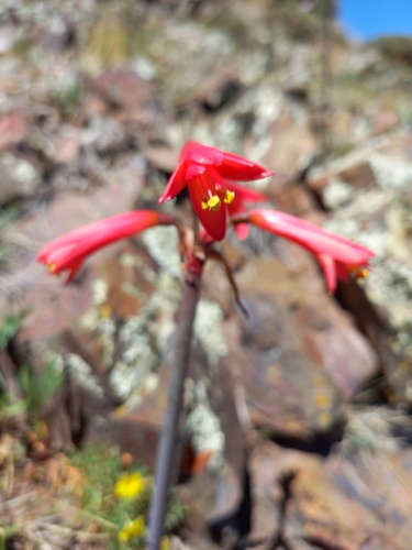 Zephyranthes gracilifolia, photograph 2