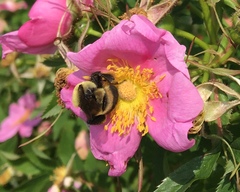 Bombus griseocollis