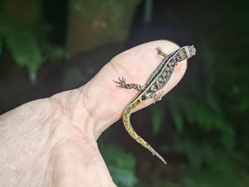 Litter Gecko, Lepidoblepharis xanthostigma