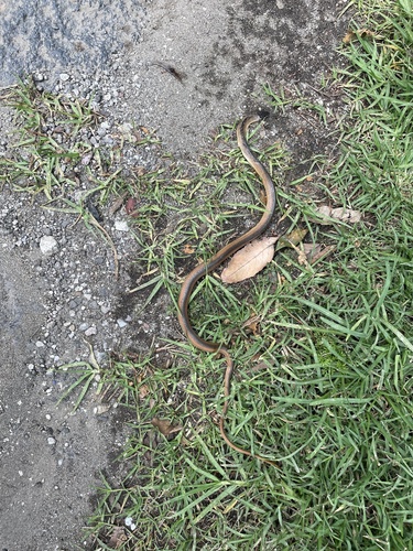 Crowned Graceful Brown Snake