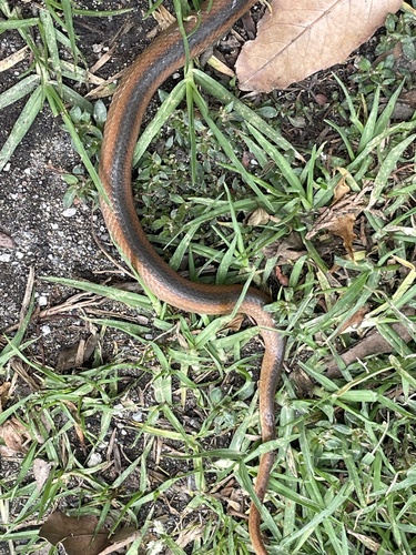 Crowned Graceful Brown Snake