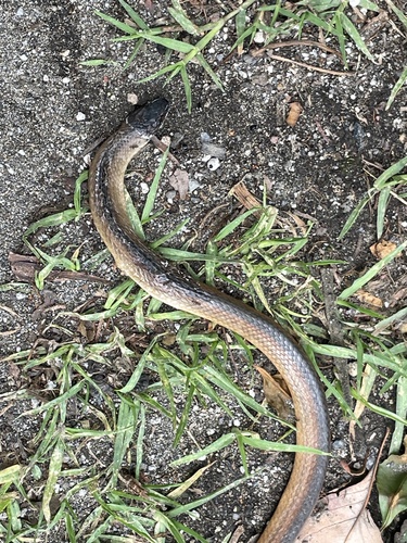 Crowned Graceful Brown Snake