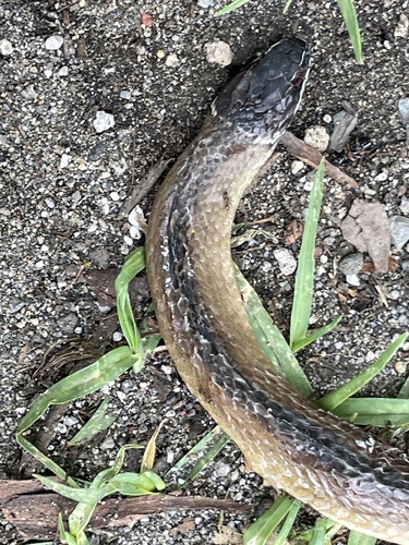 Crowned Graceful Brown Snake