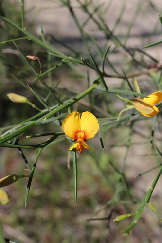 Image of Jacksonia sternbergiana by (c) Hayden Jones, some rights reserved (CC BY)