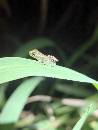 Tapir Valley Tree Frog