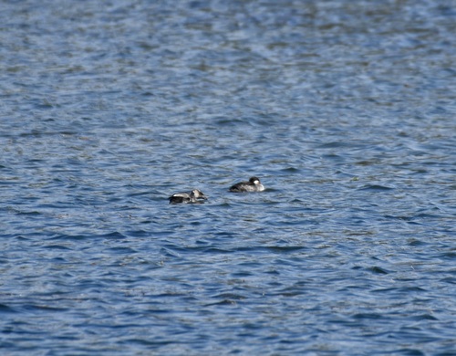 Bufflehead photographed in Wyoming