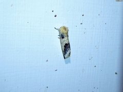 Phalera flavescens