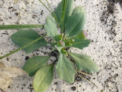 Othonna digitata
