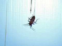 Physopelta quadriguttata