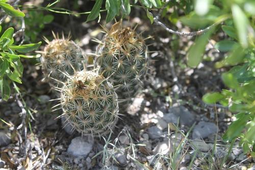 Coryphantha echinoidea