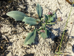 Othonna digitata