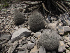 Rapicactus beguinii
