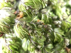 Hymenophyllum wilsonii