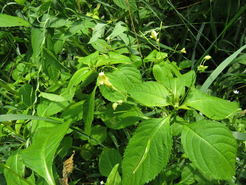 Smulkiažiedė sprigė