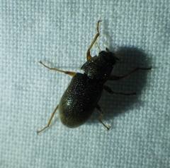 Pelonomus obscurus
