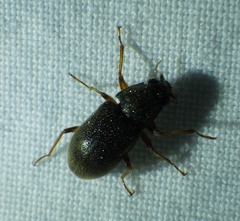 Pelonomus obscurus