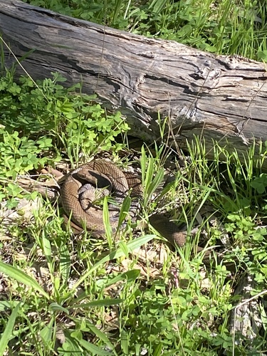 Eastern Brown Snake sighting