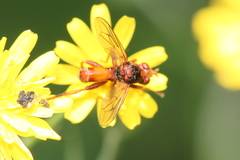Sicus ferrugineus