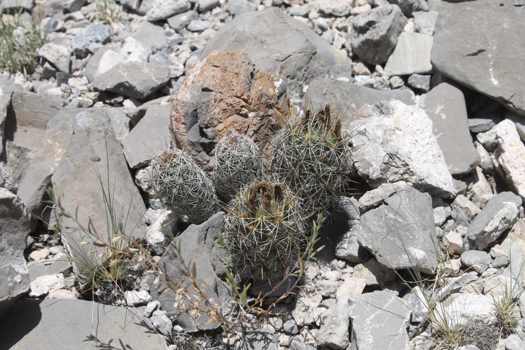 Coryphantha glanduligera, San Luis Potosí, MX