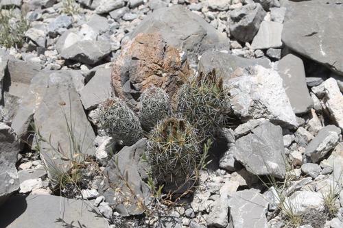 Coryphantha glanduligera