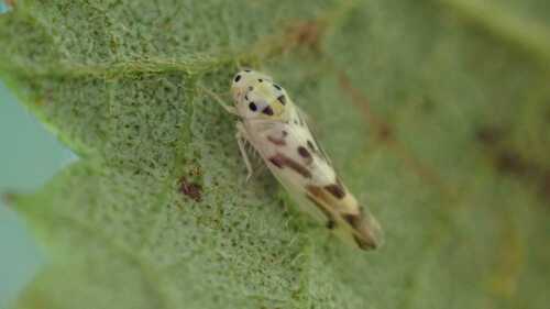 Linnavuoriana intercedens