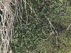 Hymenophyllum lineare image