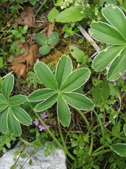 Alchemilla alpigena