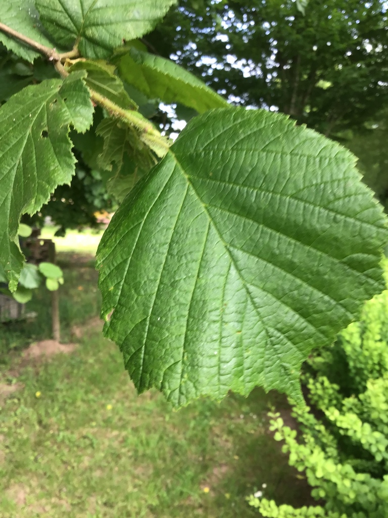 common hazel from Am Haff 2, Tandel, Diekirch, LU on June 22, 2019 at ...