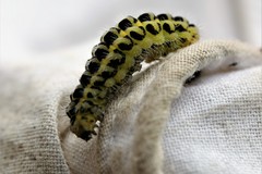 Zygaena filipendulae