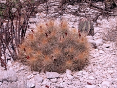 Echinocereus stramineus