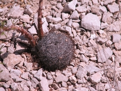 Echinomastus mariposensis