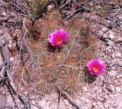 Echinocereus stramineus