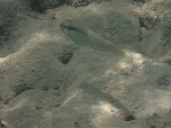 Halichoeres scapularis