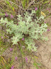 Dalea villosa